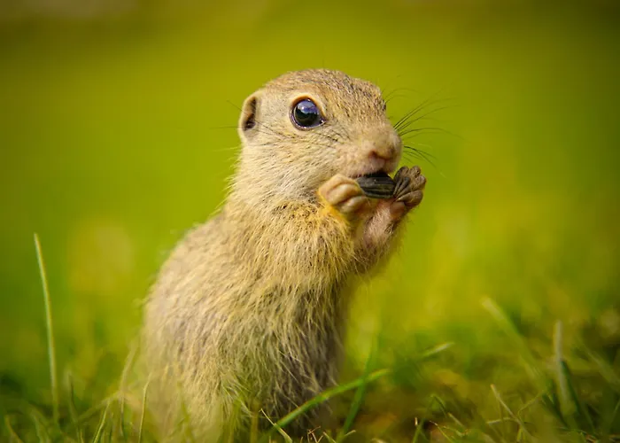 Orman Evi Na Samote U Lesa